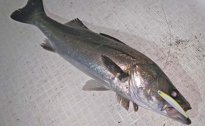 サワラキャスティングでサゴシ5連発！【三重】ナイトボートシーバスでは67cm頭に40匹超