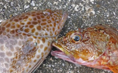 南伊勢エリアのライトソルトゲームで20目達成！【三重】オオモンハタやギ…