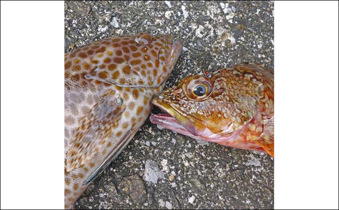 南伊勢エリアのライトソルトゲームで20目達成！【三重】オオモンハタやギンガメアジが爆釣