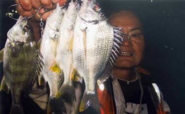 霞ヶ浦ふ頭周辺のブッコミ釣りでキビレ＆コトヒキ連発！【三重】新ポイント…