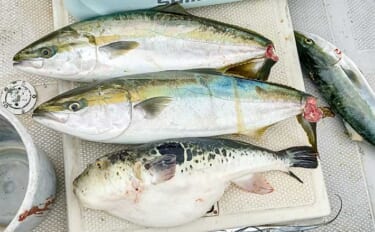 師崎沖のジギングでブリ2匹＆ワラサを手中！【愛知】タチウオに食らいつい…