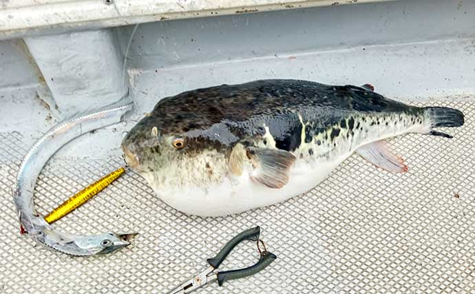 師崎沖のジギングでブリ2匹＆ワラサを手中！【愛知】タチウオに食らいついた珍客トラフグも登場