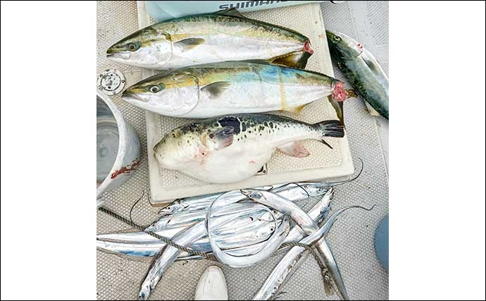 師崎沖のジギングでブリ2匹＆ワラサを手中！【愛知】タチウオに食らいついた珍客トラフグも登場