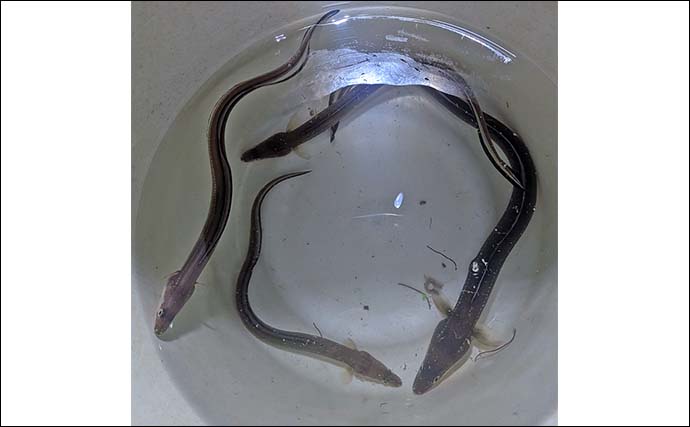 大野海岸周辺の夜投げ釣りでアナゴ5匹キャッチ【愛知】良型カサゴもヒット