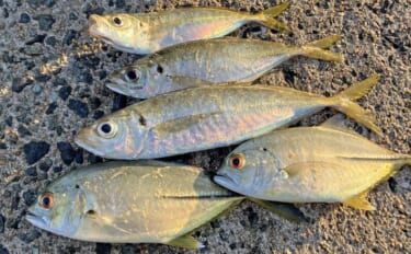 弘漁港の朝マヅメアジングで33cmの尺サイズ登場！【福岡】サバ乱舞の中…