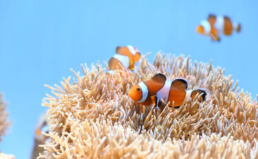 種を超えた信頼関係で成立している「不思議な共生関係」　自然界の美しさを…