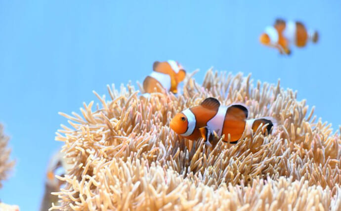 種を超えた信頼関係で成立している「不思議な共生関係」　自然界の美しさを水槽で観察