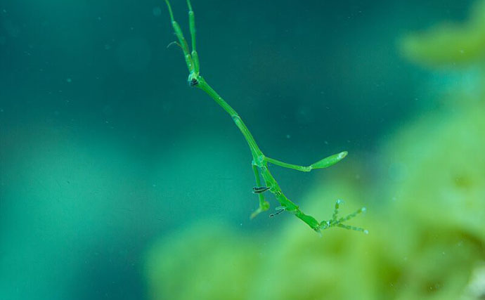 牡蠣は美味しいだけじゃない？　カキ殻に棲みつく様々な海の生き物たちを紹介