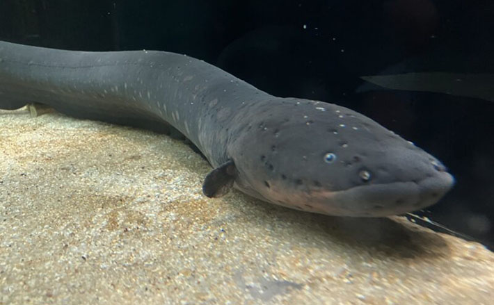 でんきウナギ デンキウナギ Electrophorus electricus
