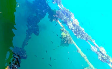 牡蠣は美味しいだけじゃない？　カキ殻に棲みつく様々な海の生き物たちを紹…