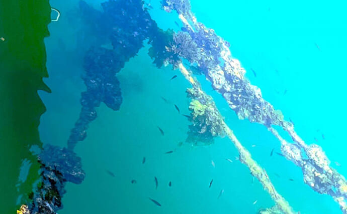 牡蠣は美味しいだけじゃない？　カキ殻に棲みつく様々な海の生き物たちを紹介