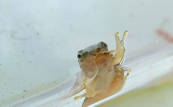 アマガエルを3匹飼育してみた　個体差から気付いた「エサの取り合い問題」