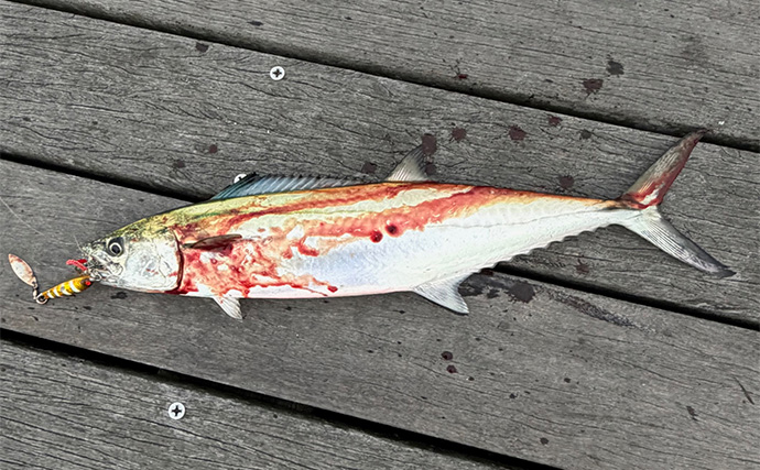 「LSJにリーダーって必要？」 ターゲットやフィールドごとの最適な太さと長さを解説