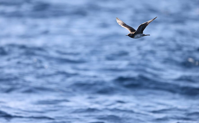 極寒の世界に住む哺乳類は巨大化する？　北極海にいるユニークな生き物たちを紹介