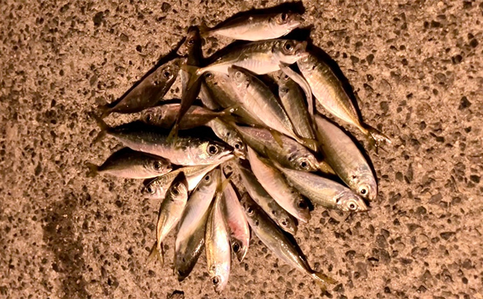 夕マヅメのサビキ釣りで小アジ23匹【大阪南港魚つり園】小型でも脂乗りはバッチリ！