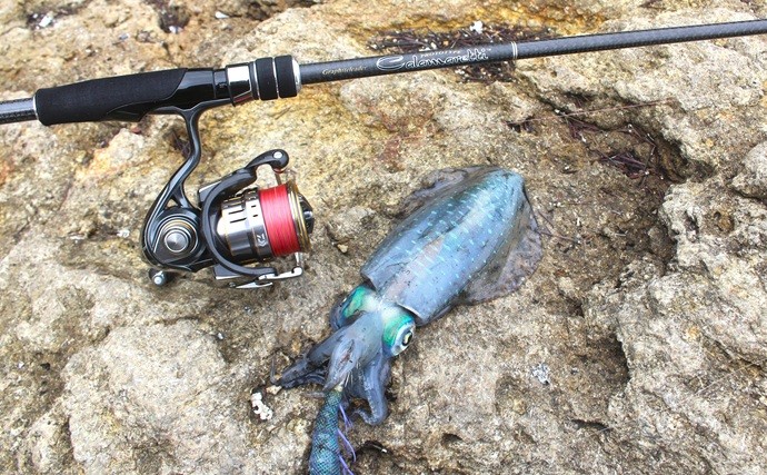「エギングのロッド選びはややこしい？」シーズン×フィールドごとの課題に合わせてみよう