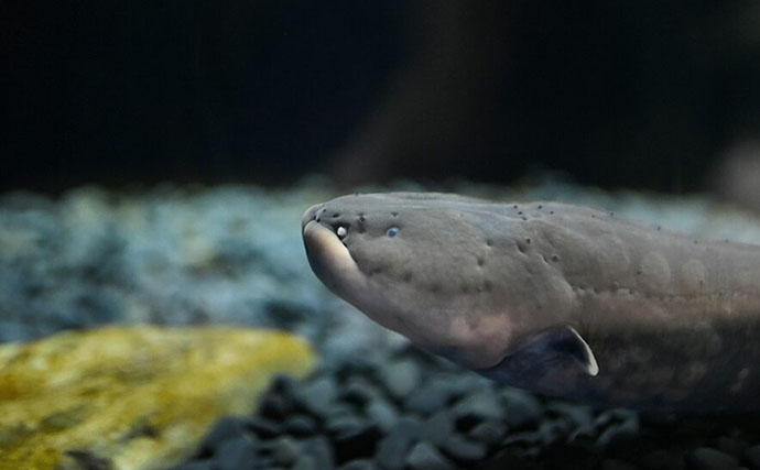 デンキウナギが発電する3つの理由　新たな電池の技術開発のヒントにも