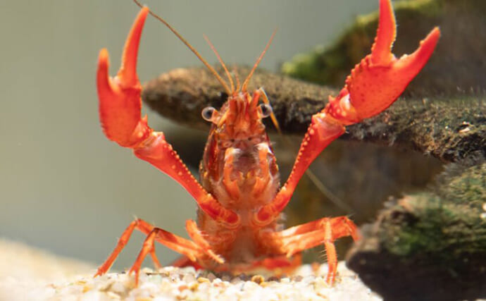 外来種＜アメリカザリガニ＞を美味しく食べるためのポイント　米国や中国ではごちそう！