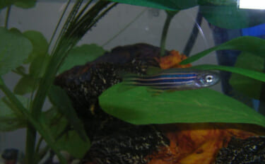 魚が水中でバランスをとる仕組みとは？　体を曲げることで姿勢を維持するこ…