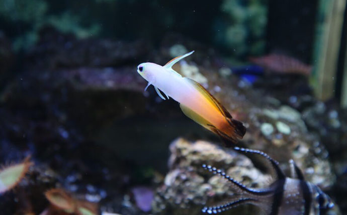 初めての【海水魚の自宅飼育】徹底解説　4つのステップとおすすめの魚とは？