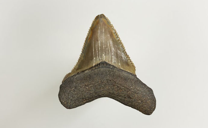 古代の巨大ザメ＜メガロドン＞の生存を脅かした古代生物　全長10m超のライバルたち