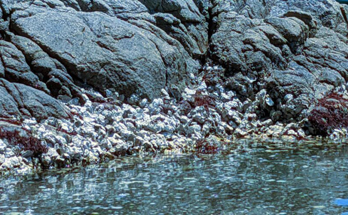 牡蠣は美味しいだけじゃない？　カキ殻に棲みつく様々な海の生き物たちを紹介