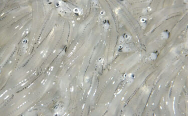 「シラス」と「ちりめんじゃこ」は何が違う？　それぞれの味わいと活用方法…