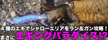 「まさにエギングパラダイス！」DUELのエギ4種を駆使して良型アオリイカ捕獲成功【天草】