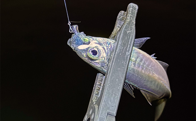 「アジングのシーズンが本格化！」 秋から初冬の基本の釣り方を解説