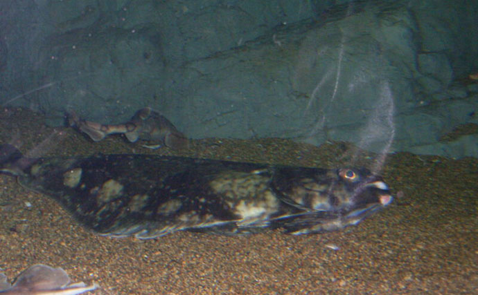 極寒の世界に住む哺乳類は巨大化する？　北極海にいるユニークな生き物たちを紹介