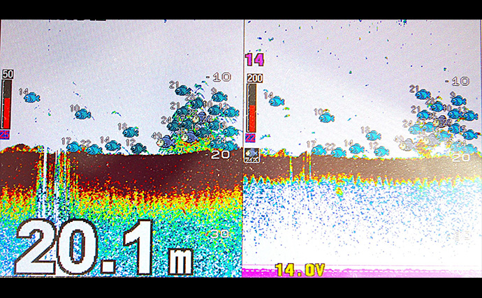 高砂沖マダイ釣りで2日連続本命キャッチ【兵庫】チョクリ仕掛けとタイラバいずれにもヒット