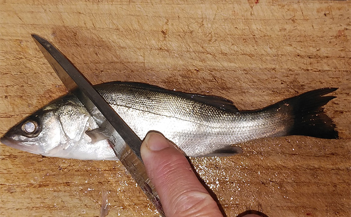 釣魚で作る「ビールのおつまみ」レシピ：マルセイゴのチーズカツ　パン粉は強めに付けて