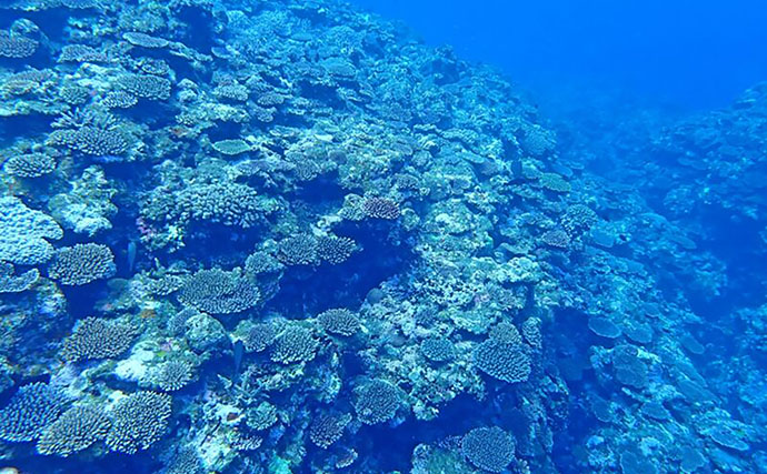 2100年までにほぼ全ての「サンゴ礁」が成長不能になる？ 沿岸の浸水リスクに深刻な影響も