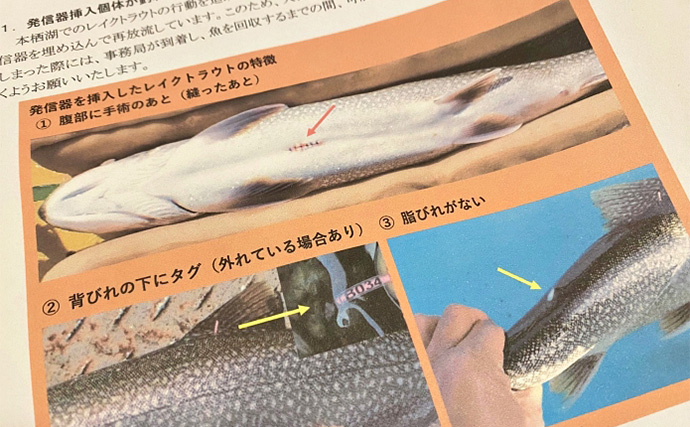 「外来魚を釣って食べて減らす？」 注目の【本栖湖レイクトラウト釣り大会】開催までは山あり谷あり