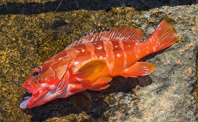 ラン＆ガンルアーゲームで6魚種＆良型ガシラ27cmを手中【三重】根魚30匹超えの充実釣果に