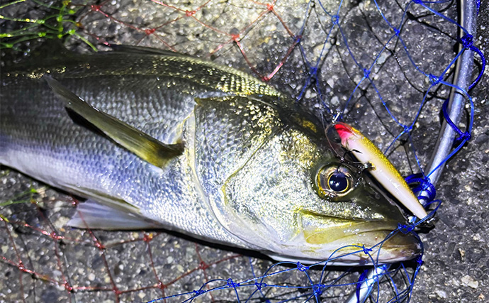 ライトショアジギング（LSJ）に適したPEラインの太さは何号？　状況ごとの選び方を解説