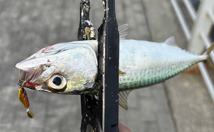 ライトショアジギング『LSJ』超入門　ブレードをメタルジグに付ける意味って何？