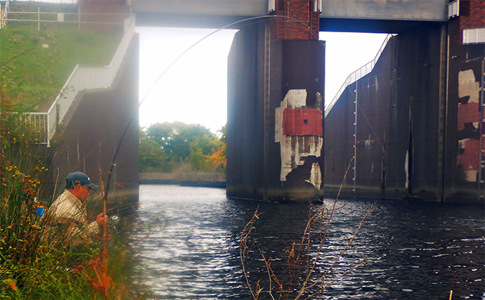 「メーター超え獲った！」荒川で101cmハクレンをキャッチ【埼玉】豆ボラ地獄を攻略