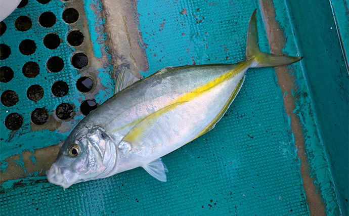 「船上が戦場さながらに？」初めてのシマアジ釣りで本命キャッチに成功【和歌山・黒龍丸】