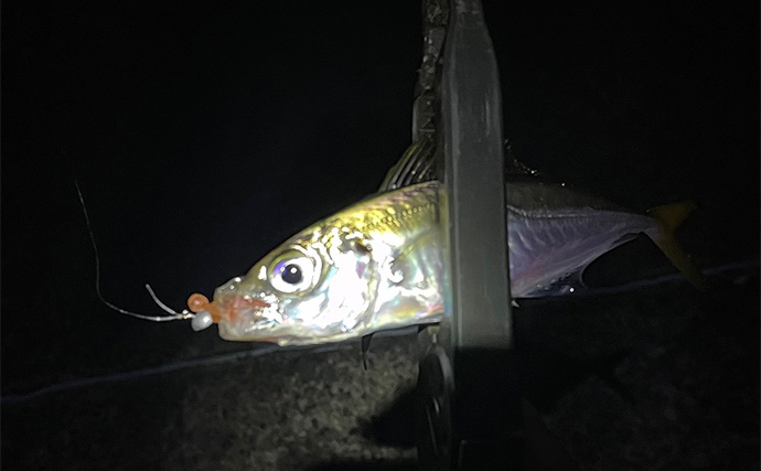 深日港アジング釣行で本命マアジ5尾キャッチ【大阪】前日の大雨による水潮に苦戦