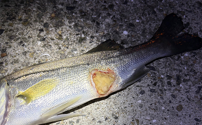 「目の前にアジ大群がいるのに全く釣れない？」 アジング釣行でボウズの不思議