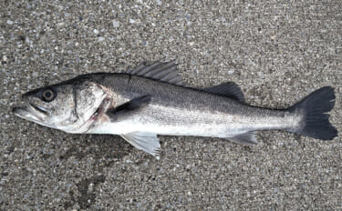 木更津港でサビキ＆泳がせ二本立て釣行【千葉】アジ10尾とスズキ70cm…