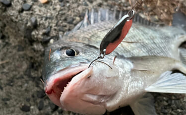 浜名湖ルアーフィッシングで37cmキビレをキャッチ！ ダイソースプーン…