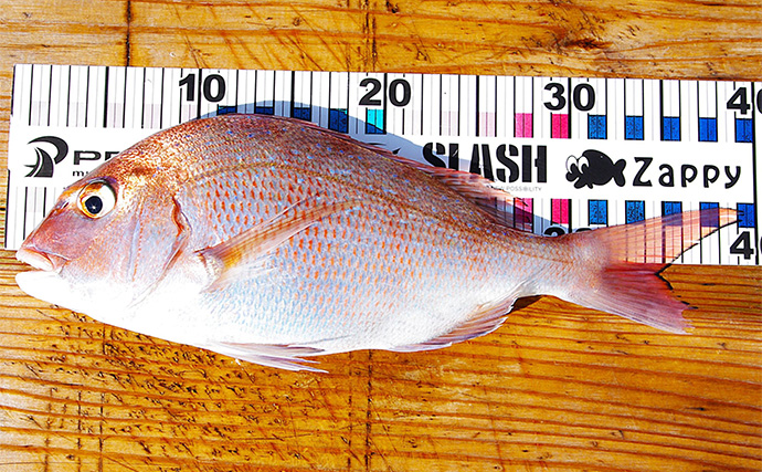 高砂沖マダイ釣りで2日連続本命キャッチ【兵庫】チョクリ仕掛けとタイラバいずれにもヒット