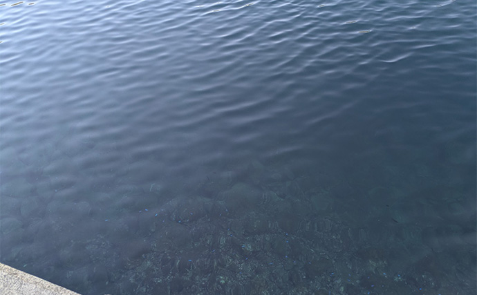 ラン＆ガンルアーゲームで6魚種＆良型ガシラ27cmを手中【三重】根魚30匹超えの充実釣果に