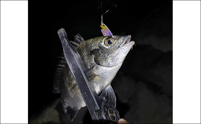 「早くメバリングがしたい！」 泉大津へのメバル調査釣行で小チヌ【大阪】