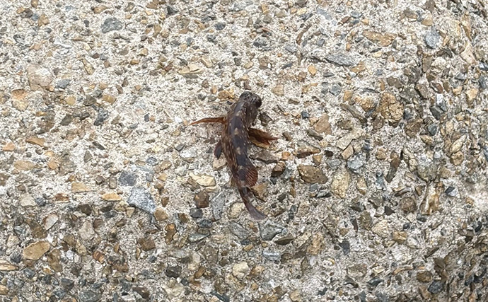 「青物狙いLSJは朝マヅメが超重要！」日中にかけて釣り方はどう変わってくる？