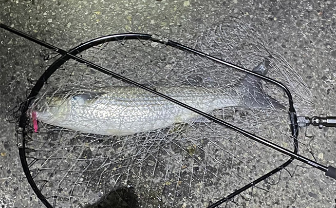 ボラがジャンプしていたら本命は釣れない？　周囲のフィッシュイーター有無のヒントに