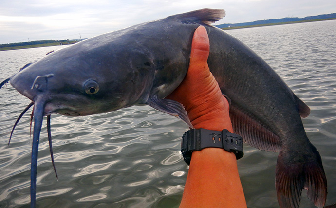 淡水五目釣りで91cm大型ゴイを手中【常陸利根川】ダントウボウとアメナマは連発