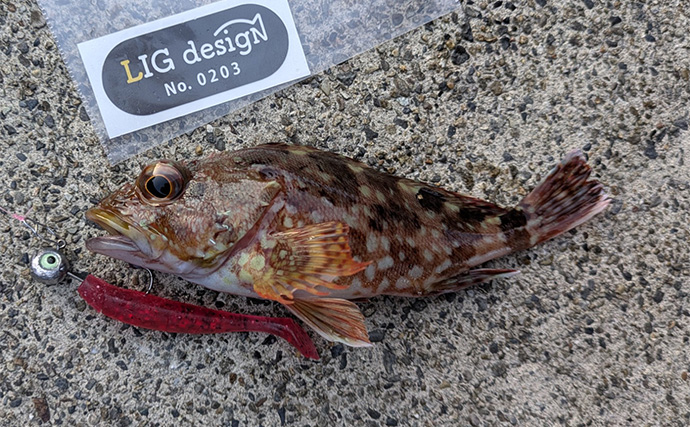 ラン＆ガンルアーゲームで6魚種＆良型ガシラ27cmを手中【三重】根魚30匹超えの充実釣果に